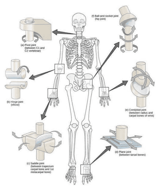 In Ball-and-socket joint fa) Pivot joint (between Cland CZ vertebrae) (b) Hinge joint felow) te) Congyloid joint (between radius and carpal bones of Wis) (d) Plane joint (between tursal bones) (c) Sadicket between trapezium carpal bone and 1st metacarpal bone) 