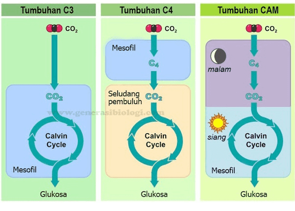 Tumbuhan C3 Tumbuhan C4 Tumbuhan CAM CO2 CO2 CO2 Mesofil CA CA malam Seludang coz COg CO, pembuluh ww.generasibiologic Calvin Cycle Calvin Cycle siang Calvin Cycle Mesofil Mesofil Glukosa Glukosa Glukosa 
