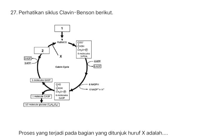 27. Perhatikan siklus Clavin-Benson berikut. RuBisco ÇOO CHOH CH 0-2 6 molecules 3-PGA х 3 ADP 3 ATP 6 ATP BADP Calvin Cycle 6 NADPH 6 NADP+H 5 molecules GASP CHO CHOH [Choo 1 molecule GASP 6 molecules GASP 1/2 molecule quote (CHOU Proses yang terjadi pada bagian yang ditunjuk huruf X adalah.... 