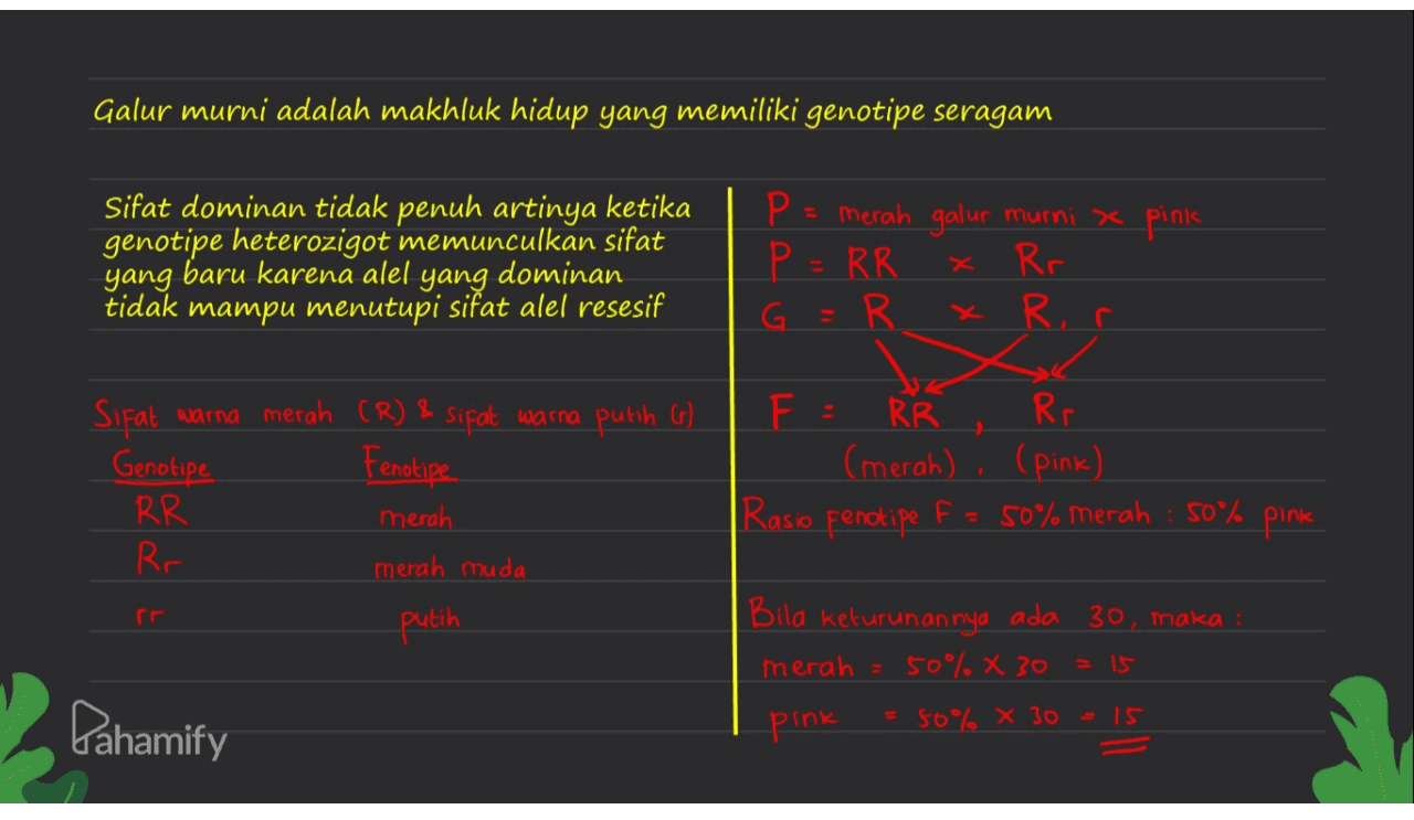 Galur murni adalah makhluk hidup yang memiliki genotipe seragam Sifat dominan tidak penuh artinya ketika genotipe heterozigot memunculkan sifat yang baru karenă alel yang dominan tidak mampu menutupi sifat alel resesif P = = merah galur murni x pink P = RR Rr R x Rr Sifat warna merah (R) & sifat warna putih (r) Genotipe Fenotipe RR merah Rr merah muda F = RR Rr (merah) , (pink) Rasio Fenotipe F = 50% merah : 50% pink putih Bila keturunannya ada 30, maka : merah = 50% x 30 = 15 pink = 50% X 30 - 15 Pahamify 