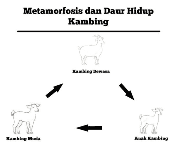Metamorfosis dan Daur Hidup Kambing Kambing Dewasa Kambing Muda Anak Kambing 