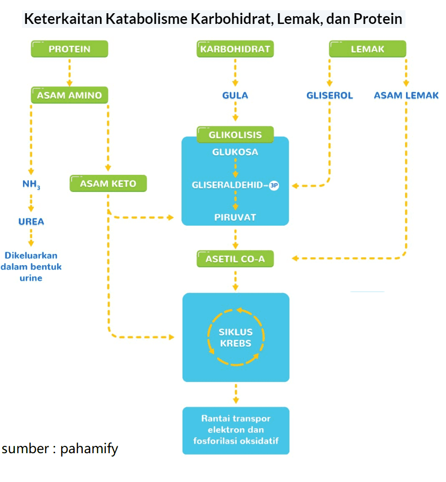 Keterkaitan Katabolisme Karbohidrat, Lemak, dan Protein PROTEIN KARBOHIDRAT LEMAK ASAM AMINO GULA GLISEROL ASAM LEMAK GLIKOLISIS GLUKOSA NH ASAM KETO GLISERALDEHID-3P UREA PIRUVAT ASETIL CO-A Dikeluarkan dalam bentuk urine SIKLUS KREBS Rantai transpor elektron dan fosforilasi oksidatif sumber : pahamify 