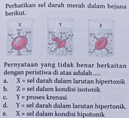 Perhatikan sel darah merah dalam bejana berikut. х Y Z Pernyataan yang tidak benar berkaitan dengan peristiwa di atas adalah .... a. X = sel darah dalam larutan hipertonik b. Z = sel dalam kondisi isotonik Y = proses krenasi d. Y = sel darah dalam larutan hipertonik. X = sel dalam kondisi hipotonik c. e. 