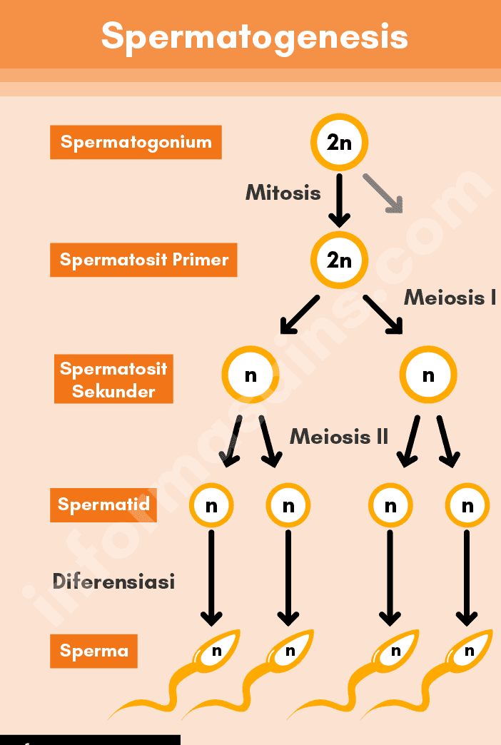 Spermatogenesis Spermatogonium 2n Mitosis Spermatosit Primer 2n Meiosis Spermatosit Sekunder n n Id Meiosis II Spermatid n n n n Diferensiasi Sperma 