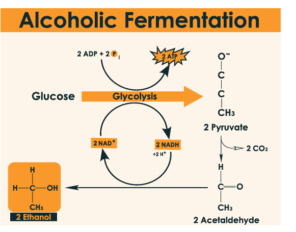 Alcoholic Fermentation 2 ADP + 2 P 2 ATP 0- с | с Glucose Glycolysis CHз 2 Pyruvate 2 NAD 2 NADH +2H+ 2 CO2 H H H-C-OH CH3 CH3 2 Ethanol 2 Acetaldehyde 