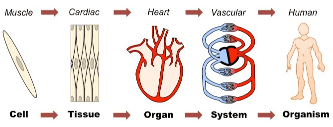 Lysosome Mitochondrion Rough ER Smooth ER Nucleolus Cytosol Nucleus 25 3 UD Plasma membrane Golgi apparatus am Ribosomes (805) 
Muscle Cardiac Heart Vascular - Human XOXOXOX Cell Tissue Organ System - Organism 1 
