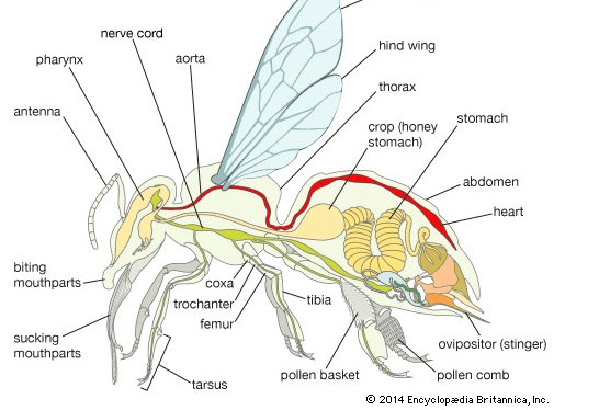 nerve cord hind wing pharynx aorta thorax antenna stomach crop (honey stomach) abdomen heart biting mouthparts tibia coxa trochanter femur sucking mouthparts pollen basket ovipositor (stinger) pollen comb © 2014 Encyclopaedia Britannica, Inc. tarsus 