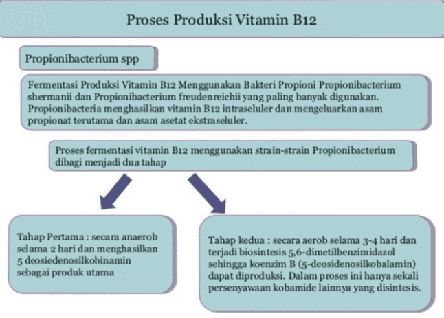 Rahman, (1992) Pada proses pemanenan, kobalamin yang terikat pada sel dijadikan larutan dengan perlakuan pemanasan pada suhu 80-120 oC selama 30 menit, pH 6.5-8.5. Kemudian secara kimia dilakukan konversi menjadi sianokobalamin yang bersifat lebih stabil. Produk kasar dengan kemurnian 80% digunakan sebagai aditif makanan ternak. Pemumian lebih lanjut menghasilkan produk yang digunakan dibidang kedokteran yaitu produk dengan kemurnian 95-98%. Masalah utama dalam produksi vitamin B12 yang menggunakan Propionibacterium adalah penghambatan pertumbuhan sel karena akumulasi metabolit penghambat seperti asam propionat dan asam asetat. Sebagai besar juga proses fermentasi vitamin B12 menggunakan glukosa sebagai sumber karbon 
Proses Produksi Vitamin B12 Propionibacterium spp Fermentasi Produksi Vitamin B12 Menggunakan Bakteri Propioni Propionibacterium shermanii dan Propionibacterium freudenreichii yang paling banyak digunakan. Propionibacteria menghasilkan vitamin B12 intraseluler dan mengeluarkan asam propionat terutama dan asam asetat ekstraseluler. Proses fermentasi vitamin B12 menggunakan strain-strain Propionibacterium dibagi menjadi dua tahap Tahap Pertama : secara anaerob selama 2 hari dan menghasilkan 5 deosiedenosilkobinamin sebagai produk utama Tahap kedua : secara aerob selama 3-4 hari dan terjadi biosintesis 5,6-dimetilbenzimidazol sehingga koenzim B (5-deosidenosilkobalamin) dapat diproduksi. Dalam proses ini hanya sekali persenyawaan kobamide lainnya yang disintesis. 
Proses Produksi Vitamin B12 Pseudomonas Keunikan lainnya, vitamin B12 tidak dapat diproduksi oleh organisma eukaryot dan hanya diproduksi oleh beberapa mikroorganisma prokaryot, diantaranya E. coli dan Pseudomonas denitrificans. Pseudomonas denitrificans merupakan bakteri Gram negatif yang bersifat obligat aerob dan senyawa-senyawa intermedietnya antara urogen III dan asam kobirinat menjadi sangat sensitif terhadap oksigen. Bakteri aerob pensintesis cobalamin mengembangkan sistem penting yang menjaga senyawa intermediet sensitif oksigen. Intermediet-intermediat tersebut dapat dialirkan dari urogen III ke asam kobirinat tanpa dikeluarkan kedalam sitoplasma sehingga kontak dengan oksigen dapat dicegah Warna merah vitamin B12 merupakan salah satu pigmen alami dalam kehidupan seperti warna hijau pada klorofil. Semua pigmen alami diturunkan secara biosintesis dari urophorpirinogen III yang terdiri dari delapan molekul asam 5-aminolevulinat (ALA), yang berpasangan dua-dua untuk menghasilkan empat molekul porfobilinogen (PBG) 