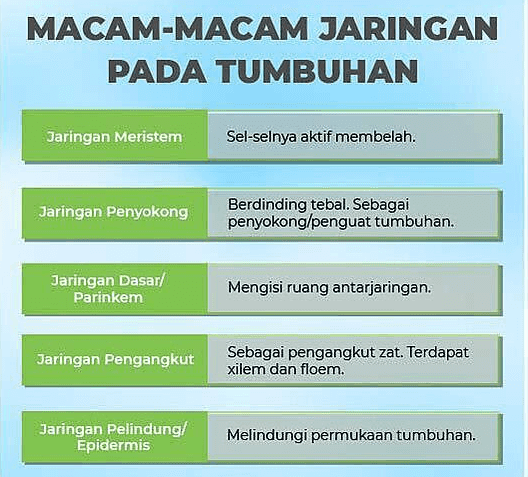 MACAM-MACAM JARINGAN PADA TUMBUHAN Jaringan Meristem Sel-selnya aktif membelah. Jaringan Penyokong Berdinding tebal. Sebagai penyokong/penguat tumbuhan. Jaringan Dasar/ Parinkem Mengisi ruang antarjaringan. Jaringan Pengangkut Sebagai pengangkut zat. Terdapat xilem dan floem. Jaringan Pelindung/ Epidermis Melindungi permukaan tumbuhan. 