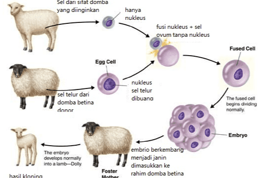 Sel dari sifat domba yang diinginkan hanya nukleus fusi nukleus + sel ovum tanpa nukleus Fused Cell Egg Cell nukleus sel telur dibuana sel telur dari domba betina donor The fused cell begins dividing normally Embryo The embryo develops normally into a lamb-Dolly hasil kloning embrio berkembang menjadi janin dimasukkan ke rahim domba betina Foster Mother 