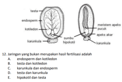 testa endosperm kotiledon meristem apeks pucuk apeks akar karunkula sumbu hipokotil karunkula 12. Jaringan yang bukan merupakan hasil fertilisasi adalah A. endosperm dan kotiledon B. testa dan kotiledon C. karunkula dan endosperm D. testa dan karunkula E. hipokotil dan testa 