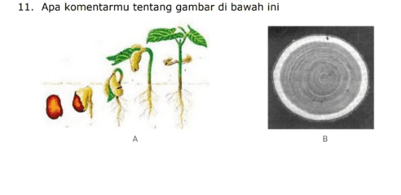 11. Apa komentarmu tentang gambar di bawah ini B 