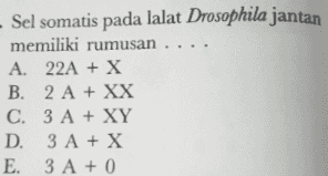 - Sel somatis pada lalat Drosophila jantan memiliki rumusan A. 22A + X B. 2 A + XX C. 3 A + XY D. 3 A + X E. 3 A + 0 