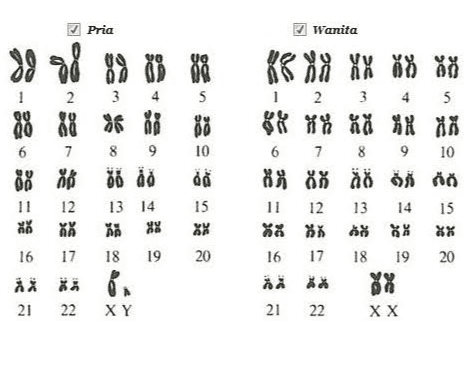Pria Wanita do di X X X X šið 88 4 5 1 2. 3 4 5 00 OD 1 2 3 OU 00 00 * 6 7 8 9 88 is 36 is 11 12 13 14 88 10 6 7 8 9 10 88 88 Ꮬ ᏜᏜ ᏜᏜ 12 13 14 15 15 vy 06 PA 16 19 20 16 17 18 19 20 17 18 36、 22 XY 21 21 22 XX 