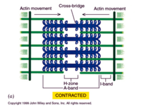 Actin movement Cross-bridge Actin movement l-band H-zone A-band (a) CONTRACTED Copyright 200 John Wiley and Sons, Inc. All rights reserved. 