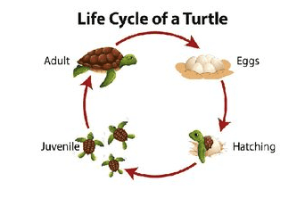 Life Cycle of a Turtle Adult Eggs Juvenile Hatching 