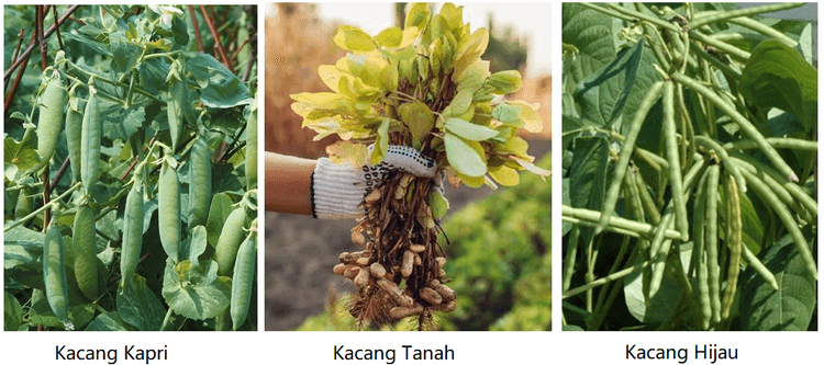 Kacang Kedelai Kacang Panjang 
Kacang Kapri Kacang Tanah Kacang Hijau 