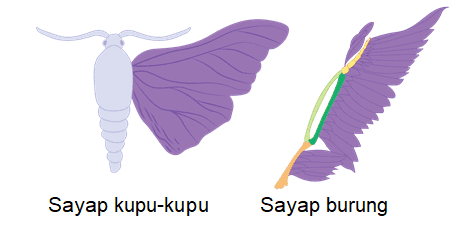 Sayap kupu-kupu Sayap burung 