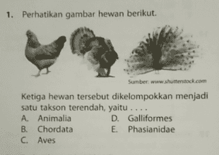 1. Perhatikan gambar hewan berikut. Sumber www.shutterstock.com Ketiga hewan tersebut dikelompokkan menjadi satu takson terendah, yaitu .... A. Animalia D. Galliformes B. Chordata E. Phasianidae C. Aves 