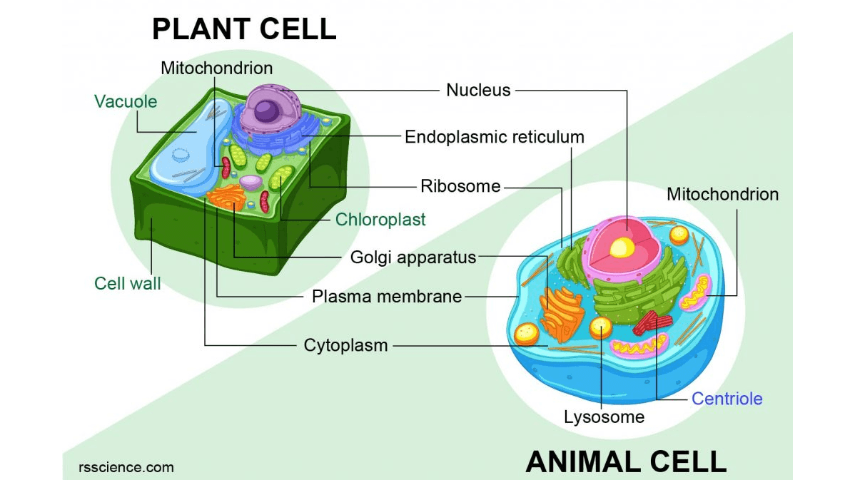 PLANT CELL Mitochondrion Nucleus Vacuole Endoplasmic reticulum Ribosome Mitochondrion Chloroplast Golgi apparatus Cell wall Plasma membrane Cytoplasm Centriole Lysosome rsscience.com ANIMAL CELL 