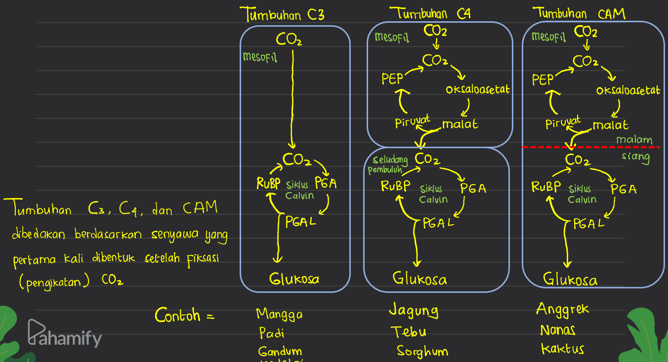 Tumbuhan C3 CO₂ , mesofil Tumbuhan CA CO2 mesofil Tumbuhan CAM mesofil CO2 do PEP' Oksaloasetat Piruvat malat PEP Oksaloasetat Į Piruvat malat malam CO2 siang Seludang CO2 pembuluh RuBP siklus Calvin PGA RuBP siklus PGA RuBP Siklus PGA Calvin 2 PGAL Calvin Į -PGAL" 'PGAL Tumbuhan C3, C4, dan CAM dibedakan berdasarkan senyawa yang pertama kali dibentuk sebelah fiksasi (pengikatan) con Glukosa Glukosa Glukosa Contoh Lahamify Mangga Padi Gandum Jagung Tebu Sorghum Anggrek Nanas Kaktus : أما 