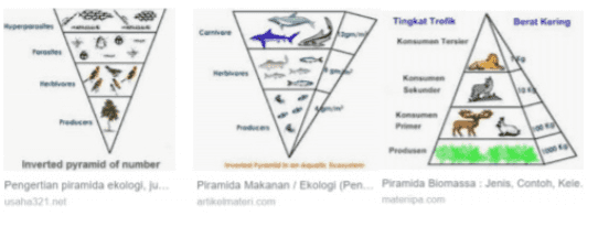 Tingkat Trofa Berat Kering Pro Inverted pyramid of number Pengertian piramida ekologiju usaha 12 net Piramida Makanan / Ekologi (Pen. Piramida Biomassa: Jenis Contoh, Kele. artikolmatori com mana com 