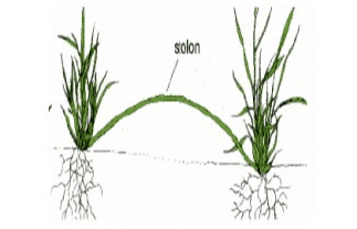 solon 