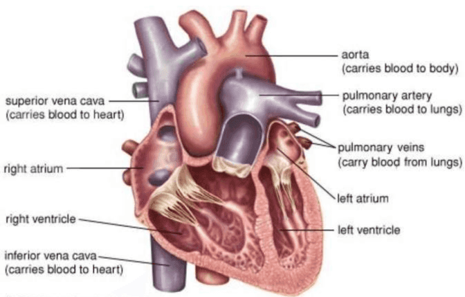 aorta (carries blood to body) superior vena cava (carries blood to heart) pulmonary artery (carries blood to lungs) pulmonary veins (carry blood from lungs) right atrium left atrium right ventricle left ventricle inferior vena cava (carries blood to heart) 