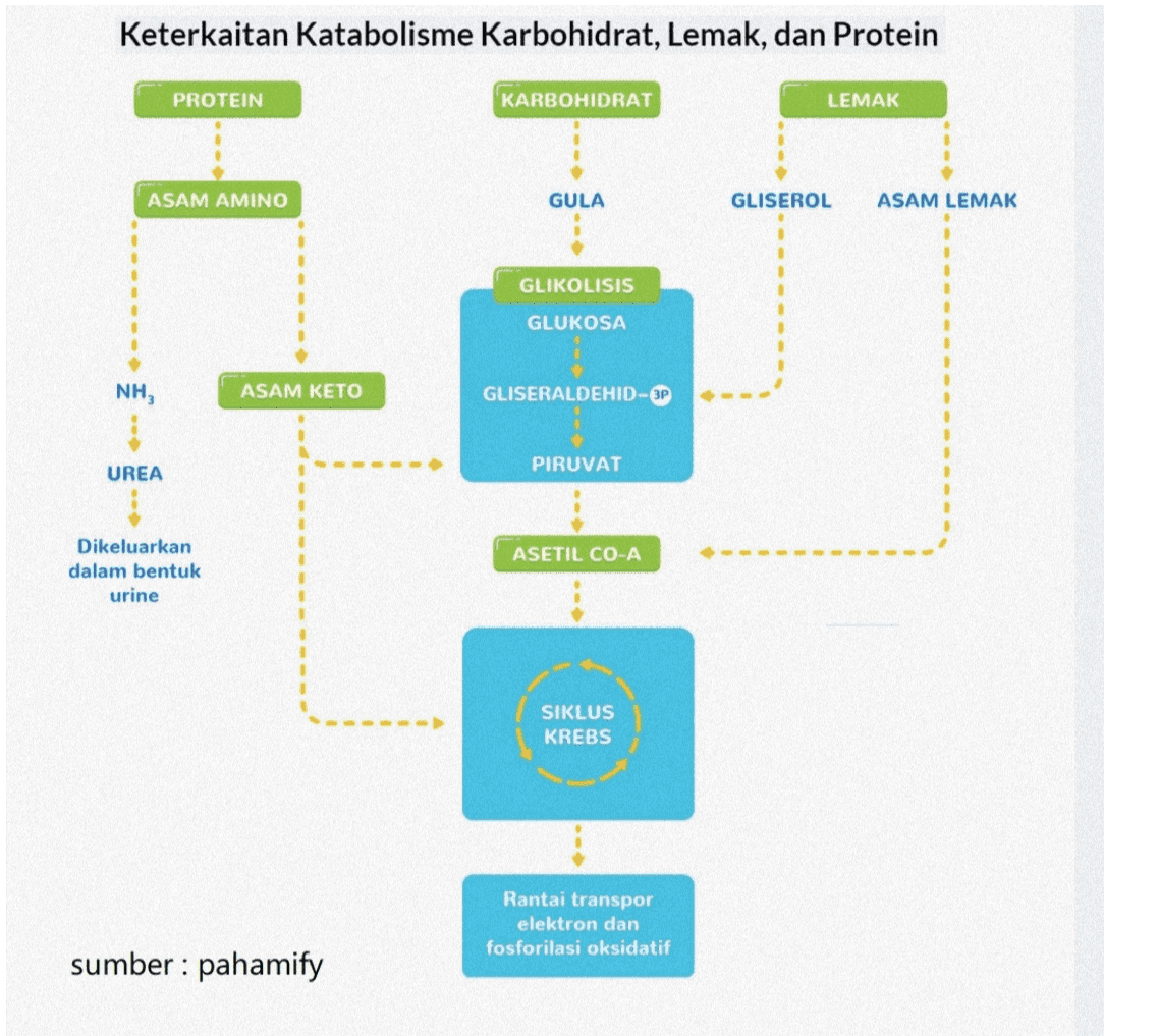 Keterkaitan Katabolisme Karbohidrat, Lemak, dan Protein PROTEIN KARBOHIDRAT LEMAK ASAM AMINO GULA GLISEROL ASAM LEMAK GLIKOLISIS . GLUKOSA 1 NH, ASAM KETO GLISERALDEHID- UREA PIRUVAT ASETIL CO-A Dikeluarkan dalam bentuk urine SIKLUS KREBS Rantai transpor elektron dan fosforilasi oksidatif sumber : pahamify 