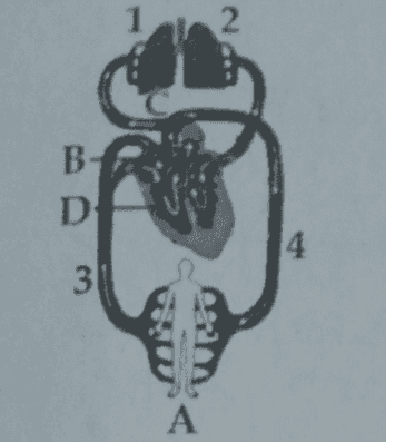 1 2. B D 4 3 A 
