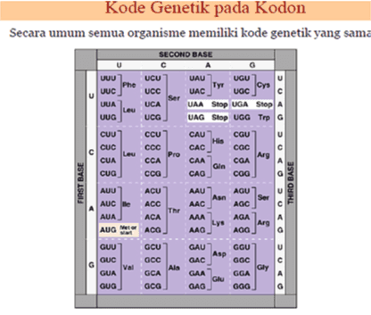 Kode Genetik pada Kodon Secara umum semua organisme memiliki kode genetik yang sama UUU Phe UUC U UUA Leu UUG SECOND BASE с UCU UAU UGU Tyr Cys UCC UAC UGC Ser UCA UAA Stop UGA Step A UCG UAG Stop UGG Trp CCU CAU CGU U His CCC CAC сас CCA CAA CGA Gin cco CAO CGG CUU CUC c Leu CUA CUG Pro = Ang око FIRST BASE THIRD BASE AUU AUC e AUA AAU AGU Asn Ser AAC AGC ΑΑΑ AGA Ly AAO . AGG Arg AUG ACU ACC The ACA ACO GCU GCC GCA GCG Asp G GUU GUC Val GUA GUO Aln GAU GAC GAA ΠΑΟ GGU GOC Gly GGA GGG Glu 
