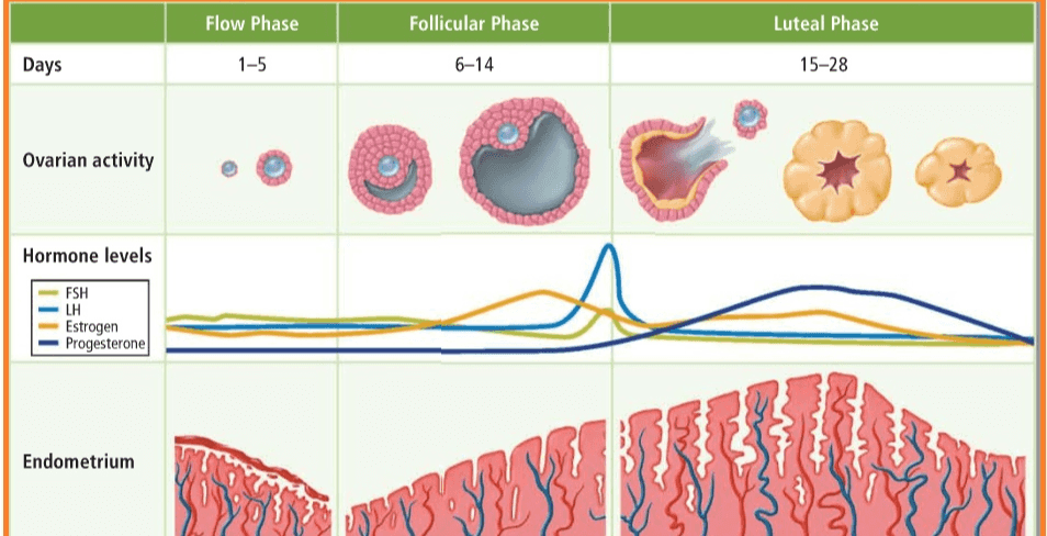 Flow Phase Follicular Phase Luteal Phase Days 1-5 6-14 15-28 Ovarian activity Hormone levels FSH LH Estrogen • Progesterone Endometrium 
