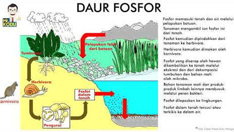 Pegunungan Hujan Siklus Fosfor Pengangkatan geologis Aliran permukaan Pelapukan fosfat dari batuan Tumbuhan Fosfat dalam tanah Hewan Pencucian Fosfat dalam larutan presipikasi kimia Pengendapan detritus ke bagian dasar Pengurai Fungi, bakteri, aerob/anaerob Sedimentasi = batuan baru Siswapedia 