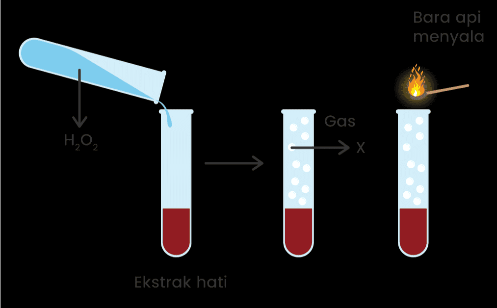 Bara api menyala Gas H₂O₂ >X 1 U Ekstrak hati 