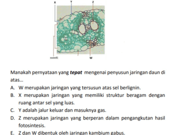 Manakah pernyataan yang tepat mengenai penyusun jaringan daun di atas... A. W merupakan jaringan yang tersusun atas sel berlignin. B. X merupakan jaringan yang memiliki struktur beragam dengan ruang antar sel yang luas. C. Y adalah jalur keluar dan masuknya gas. D. Z merupakan jaringan yang berperan dalam pengangkutan hasil fotosintesis. E. Z dan W dibentuk oleh jaringan kambium gabus. 