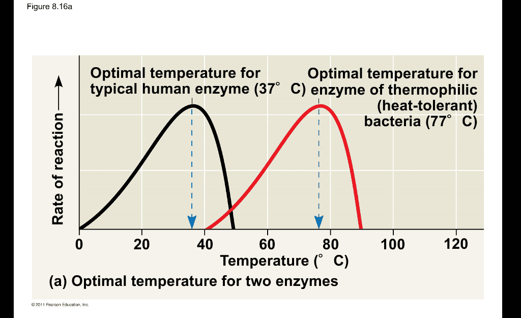 Figure 8.16a Optimal temperature for Optimal temperature for typical human enzyme (37° C) enzyme of thermophilic (heat-tolerant) bacteria (77° C) Rate of reaction M O 100 120 20 40 60 80 Temperature (°C) (a) Optimal temperature for two enzymes 2011 Pearson Education, Inc. 