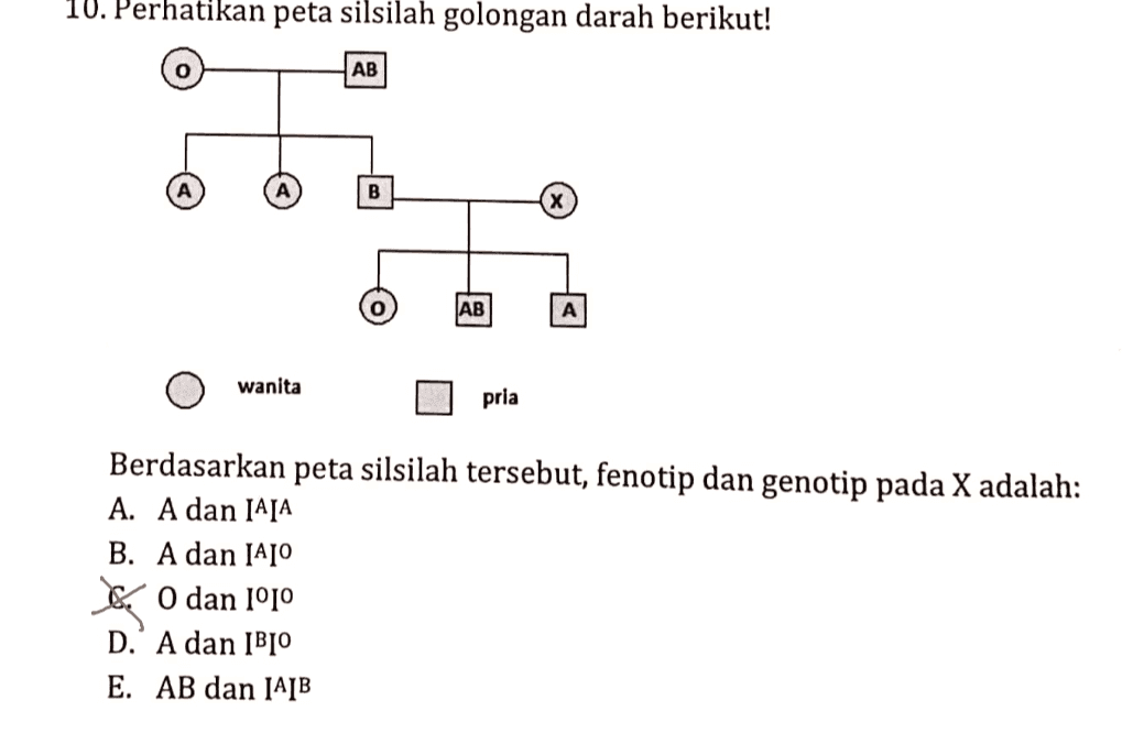 10. Perhatikan peta silsilah golongan darah berikut! AB B (x AB А wanita pria Berdasarkan peta silsilah tersebut, fenotip dan genotip pada X adalah: A. A dan IAIA B. A dan IALO 6. O dan 1010 D.' A dan IBLO E. AB dan IALB 