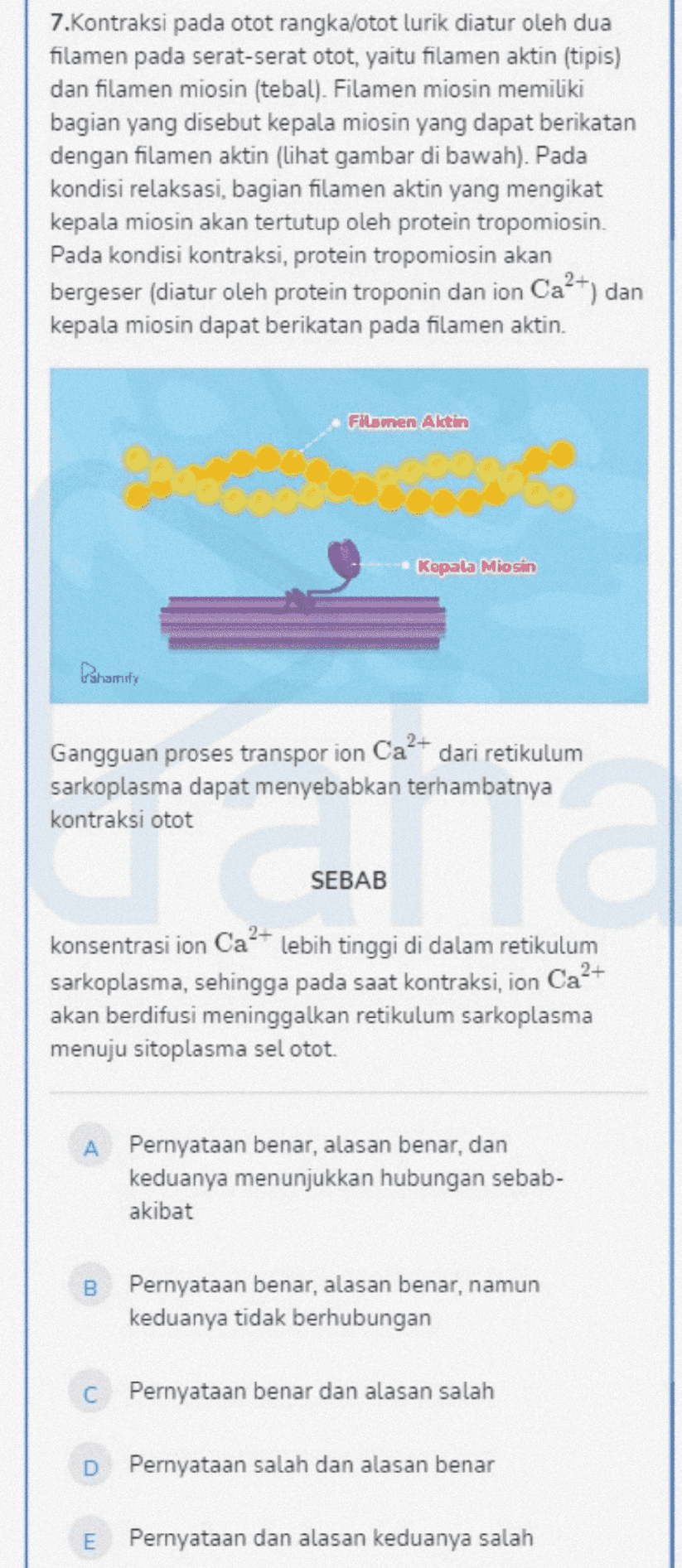 7.Kontraksi pada otot rangka/otot lurik diatur oleh dua filamen pada serat-serat otot, yaitu filamen aktin (tipis) dan filamen miosin (tebal). Filamen miosin memiliki bagian yang disebut kepala miosin yang dapat berikatan dengan filamen aktin (lihat gambar di bawah). Pada kondisi relaksasi, bagian filamen aktin yang mengikat kepala miosin akan tertutup oleh protein tropomiosin. Pada kondisi kontraksi, protein tropomiosin akan bergeser (diatur oleh protein troponin dan ion Ca²+) dan kepala miosin dapat berikatan pada filamen aktin. Filamen Aktin 2000 Kepala Miosin Pahamufy Gangguan proses transpor ion Ca²+ dari retikulum sarkoplasma dapat menyebabkan terhambatnya kontraksi otot SEBAB konsentrasi ion Ca²+ lebih tinggi di dalam retikulum sarkoplasma, sehingga pada saat kontraksi, ion Ca2+ akan berdifusi meninggalkan retikulum sarkoplasma menuju sitoplasma sel otot. A Pernyataan benar, alasan benar, dan keduanya menunjukkan hubungan sebab- akibat B Pernyataan benar, alasan benar, namun keduanya tidak berhubungan C Pernyataan benar dan alasan salah D Pernyataan salah dan alasan benar E Pernyataan dan alasan keduanya salah 