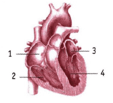 1 3 2 4 