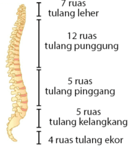 I tulang leher 12 ruas tulang punggung NO 5 ruas tulang pinggang 5 ruas tulang kelangkang I 4 ruas tulang ekor 
The structure of the segments of the spine Body Cervical Vertebral foramen Ars Spinous process Body Transverse process Vertebral disc Body Thoracic Vertebral foramen Lamina Spinous process Transverse process Transverse process Spinous process Body Lumbar Vertebral foramen Lamina Sacrum- Transverse process Transverse process Articular process Articular process Coccyx Spinous process 