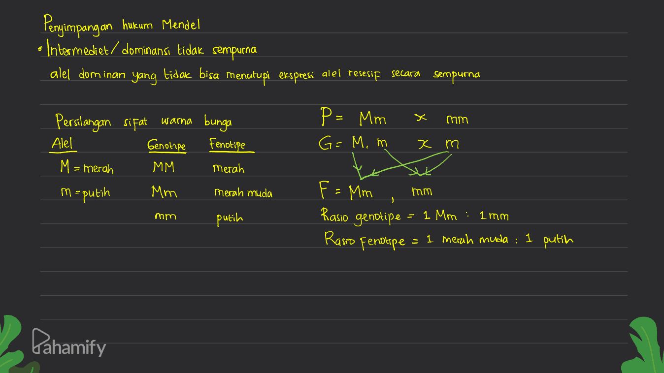 Penyimpangan hukum Mendel o Intermediet/ dominansi tidak sempurna alel dom inan yang tidak bisa menutupi ekspresi alel resesif secara sempurna x bunga mm P = Mm G=M. m Fenotipe x m Persilangan sifat warna Alel Genotipe MM m-putih Mm M = merah Merah m merah muda F- mm mm putih F =Mm Rasio genotipe. Rasio fenotipe 1 Mm : 1 mm = 1 merah muda : 1 putih Pahamify 