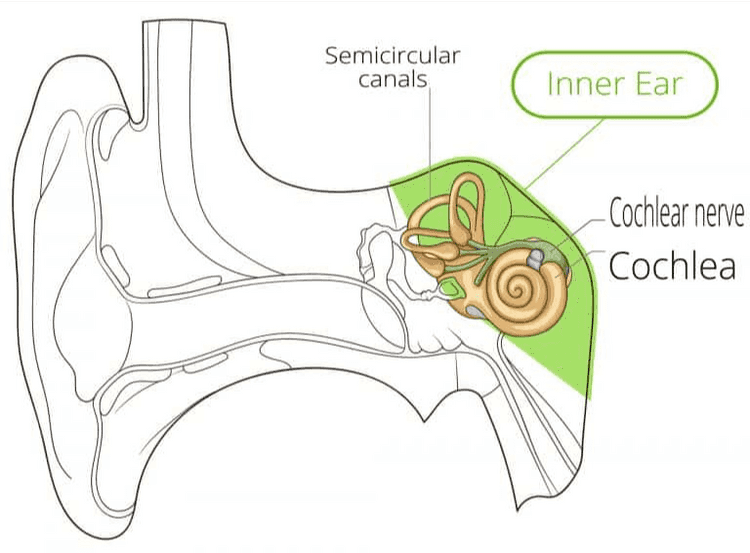 Pinna Ear canal External Ear 
Human ear anatomy Malleus. Incus Oval window -(deep to stapes) Eardrum To nasophatynx Middle Ear Eustachian tube 
Semicircular canals Inner Ear Cochlear nerve Cochlea 