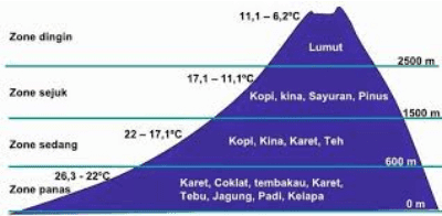 Zone dingin Zone sejuk 11,1-6,2°C Lumut 2500 m 17,1 - 11.1°C Kopi, kina. Sayuran, Pinus 1500 m 22 - 17.1°C Kopi, Kina, Karet, Teh 600 m Karet, Coklat, tembakau, Karet. Tebu, Jagung, Padl, Kelapa Zone sedang 26,3 -22°C Zone panas Om 