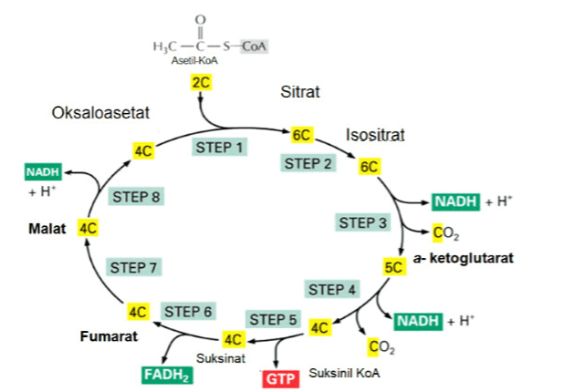 H3C-C-SCOA Asetil-KA 2C Sitrat Oksaloasetat 6C Isositrat 4C STEP 1 NADH STEP 2 6C +H STEP 8 NADH+H Malat 4C STEP 3 CO2 a-ketoglutarat 5C STEP 7 STEP 4 4C STEP 6 STEP 5 4C Fumarat 4C Suksinat FADH2 NADH+H CO2 GTP Suksinil KOA 