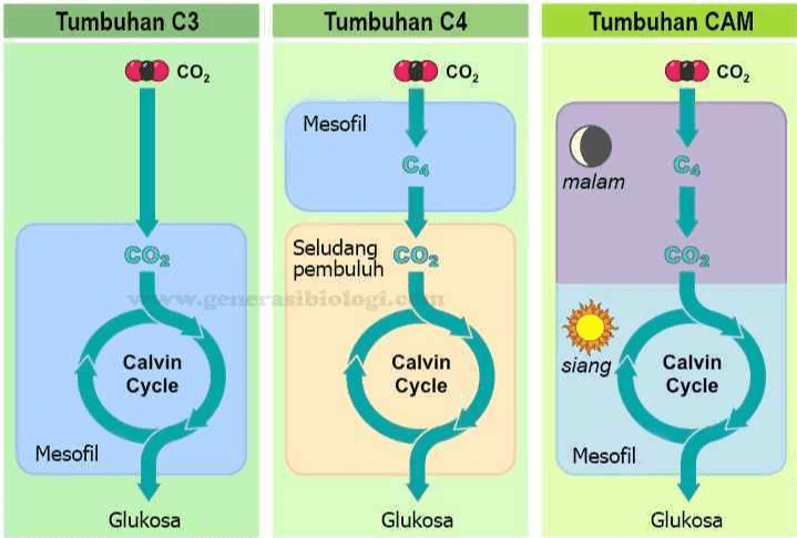 Tumbuhan C3 Tumbuhan C4 Tumbuhan CAM CO2 CO, CO2 Mesofil CA CA malam Seludang co, CO, CO, pembuluh www.generasibiologia Calvin Cycle Calvin Cycle siang Calvin Cycle Mesofil Mesofil Glukosa Glukosa Glukosa 