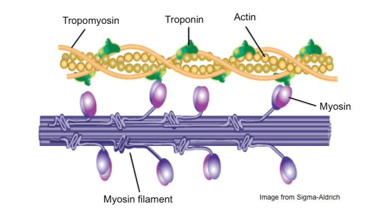 Myosin filament Actin filament Myosin heads (thick filament) (thin filament) occus J Leband) -H-zone -A-band- RELAXED Actin movement Cross-bridge Actin movement CE 1-band H-zone A-band (a) CONTRACTED Copyright 200 John Wley and Sons, Inc. All rights reserved. 
Tropomyosin Troponin Actin BOOK COBOOO Myosin Myosin filament Image from Sigma-Aldrich 
Myosin head (high-energy configuration) ADP Р Myosin head attaches to the actin myofilament, forming a cross bridge. Thin filament ADP Thick filament ADP ATP hydrolysis Р As ATP is split into ADP and P, the myosin head is energized (cocked into the high-energy conformation), Inorganic phosphate (P) generated in the previous contraction cycle is released, initiating the power (working) stroke. The myosin head pivots and bends as it pulls on the actin filament, sliding it toward the Milne. Then ADP is released. ATP . ATP -Myosin head (low-energy configuration) As new ATP attaches to the myosin head, the link between myosin and actin weakens, and the cross bridge detaches. 