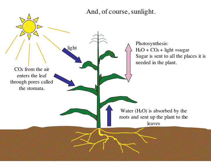 And, of course, sunlight. light Photosynthesis: H2O + CO2 + light =sugar Sugar is sent to all the places it is needed in the plant. CO2 from the air enters the leaf through pores called the stomata. Water (H2O) is absorbed by the roots and sent up the plant to the leaves 
MEMBRAN DALAM FILAKDID MEMBRAN LUAR STROMA KLOROPLAS 