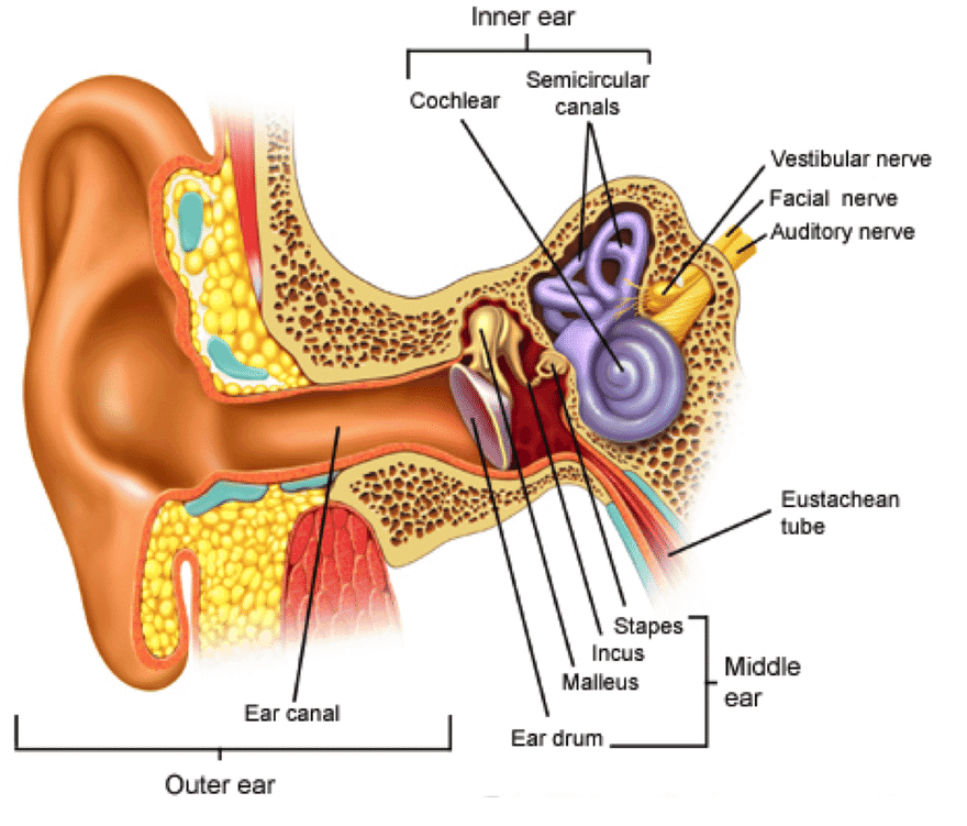 Inner ear Cochlear Semicircular canals Vestibular nerve Facial nerve Auditory nerve Eustachean tube Stapes Incus Malleus Middle ear Ear canal Ear drum Outer ear 