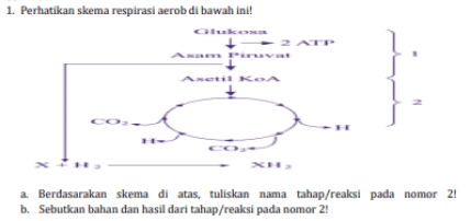 1. Perhatikan skema respirasi aerob di bawah ini! Anti KOA a. Berdasarakan skema di atas, tuliskan nama tahap/reaksi pada nomor 2! 2 b. Sebutkan bahan dan hasil dari tahap/reaksi pada nomor 2! 