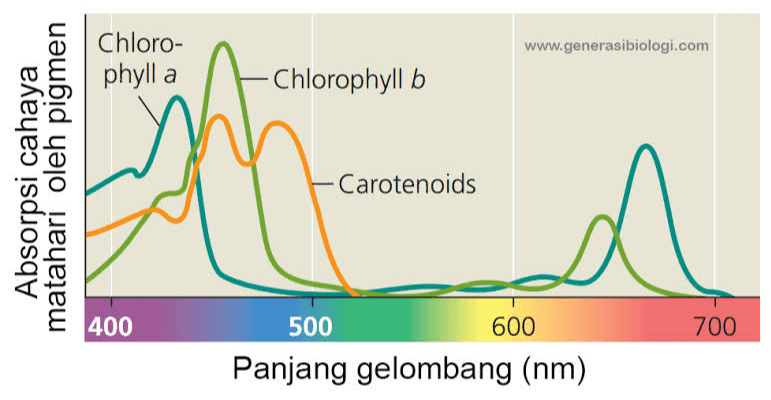 www.generasibiologi.com Chloro- phylla Chlorophyll b Absorpsi cahaya matahari oleh pigmen Carotenoids a 400 500 600 700 Panjang gelombang (nm) 